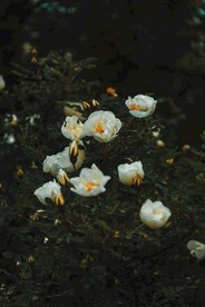 玫瑰花 