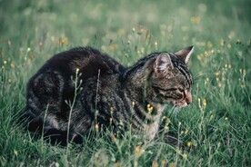 狸花猫