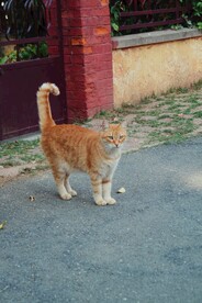 橘猫