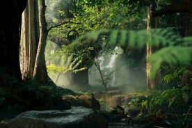 草地森林