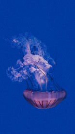 水母