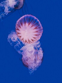 水母