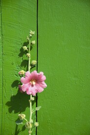 蜀葵