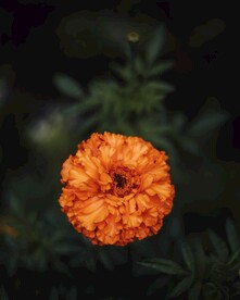 万寿菊