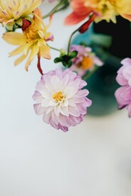 大丽花