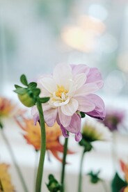 大丽花