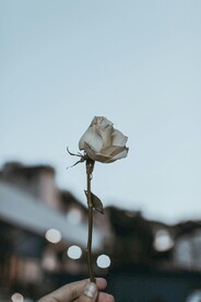 白色玫瑰花