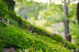 青草