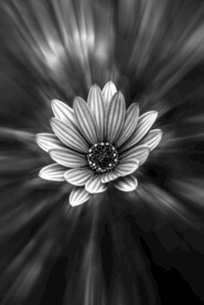 雏菊