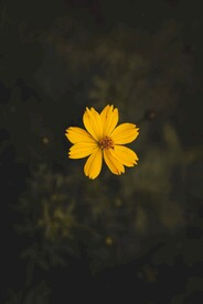 金鸡菊