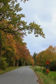 森林公路