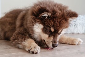 阿拉斯加