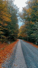 森林公路