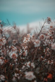 扁桃