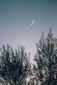 树枝