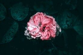 木芙蓉