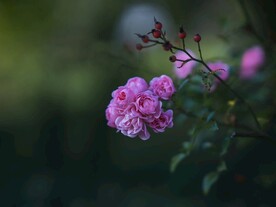 七姊妹