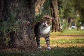 狸花猫