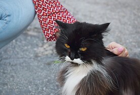  猫咪