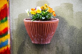 盆栽小黄花