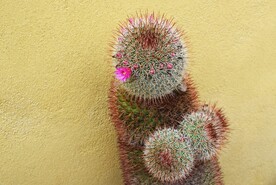 仙人球