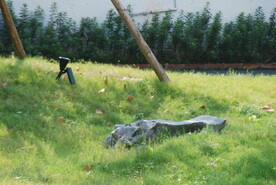 庭院草地