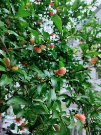 石榴花绿色植物