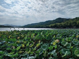 西湖 断桥 荷花 残荷 