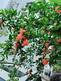 石榴花绿色植物