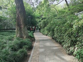 西湖里的公园 绿植 小道 林荫