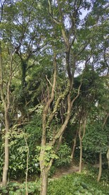 树枝藤蔓
