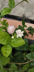 鲜花