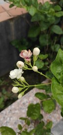 花苞