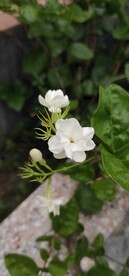 白花