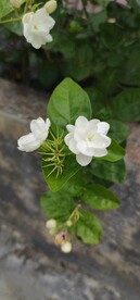 白花