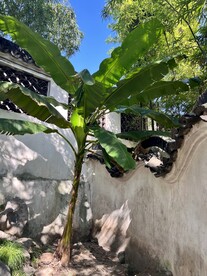 园林芭蕉