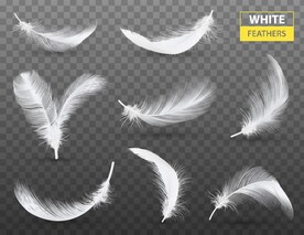 免扣掉落的白色羽毛图片