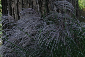 芒草风景 