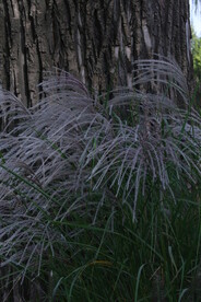 芒草风景