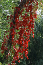 爬墙虎 