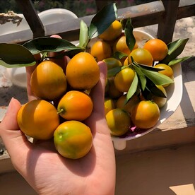 金桔