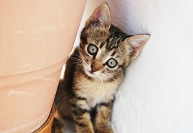  猫咪