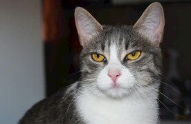 猫咪