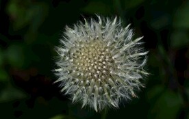 蒲公英