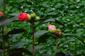 山茶花