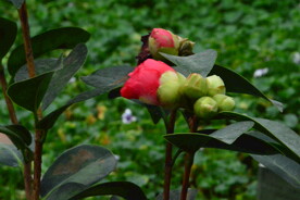 山茶花