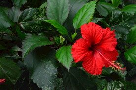 朱槿花 