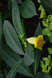 温室花草  