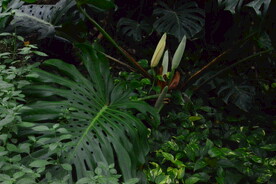 温室花草