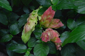 虾衣花